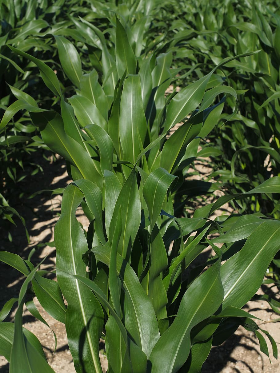 Cornfield, Corn, Cultivation, Agriculture, corn cultivation, corn leaves, green, field, fodder maize, cereals