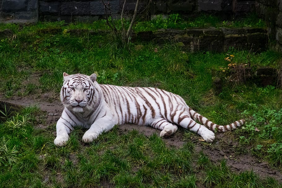 white tiger, nature, predator, white, wild, animal, tiger, mammal, feline, animal themes
