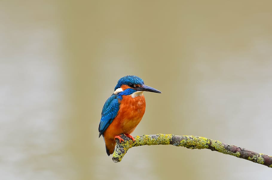 naranja, azul, pájaro, verde, tronco de árbol, martín pescador, salvaje, vida, naturaleza, natural
