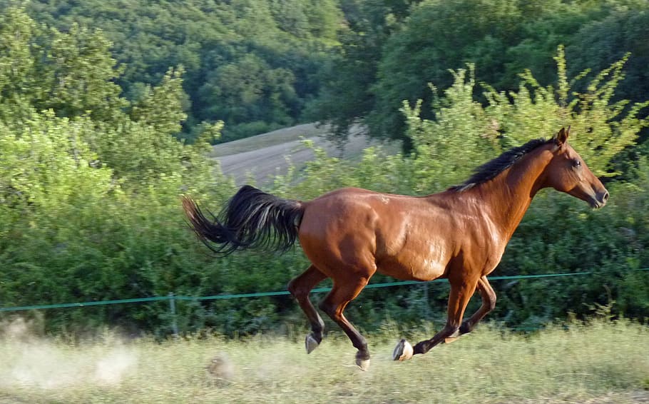 коричневая лошадь бежит, лошадь, чистая арабская кровь, коневодство, лошади, до, галоп, украдено, темы животных, животное
