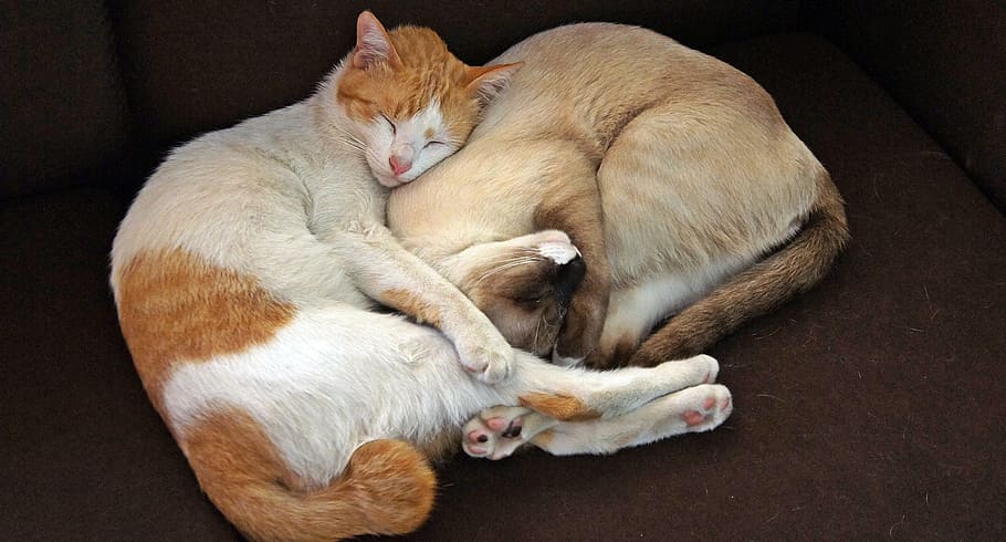 two, orange, brown, sleeping, cats, cat, together, company, pet, cute