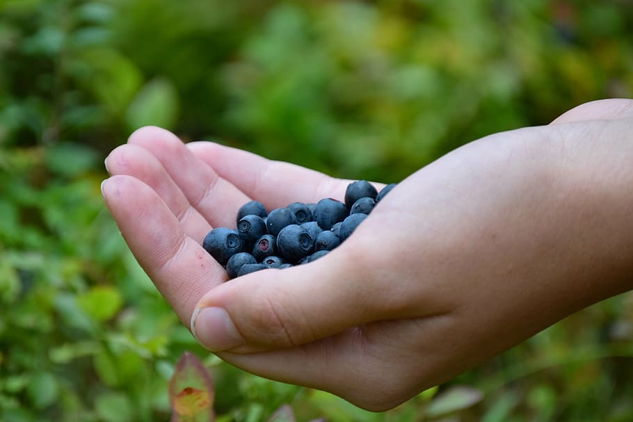 blueberries, hand, forest, nature, summer, human hand, human body part, fruit, food and drink, healthy eating