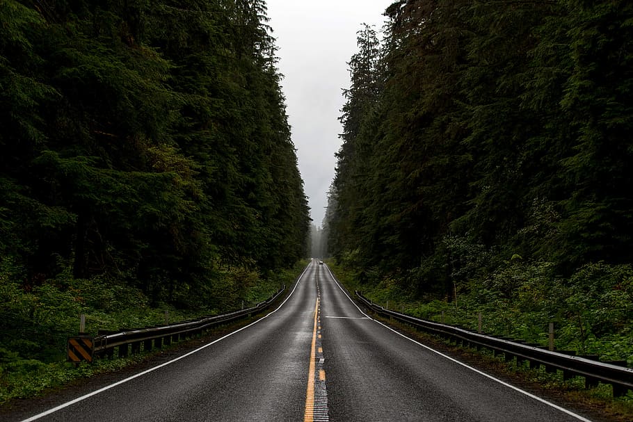 koridor jalan, olimpiade, nasional, Jalan, Koridor, Hutan Nasional Olimpiade, Hutan, Washington, foto, hutan nasional