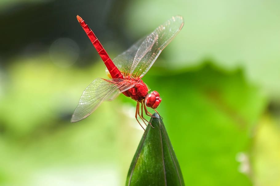 red, scarlet, dragonfly, green, leaf, water, insect, nature, compound eyes, macro photography