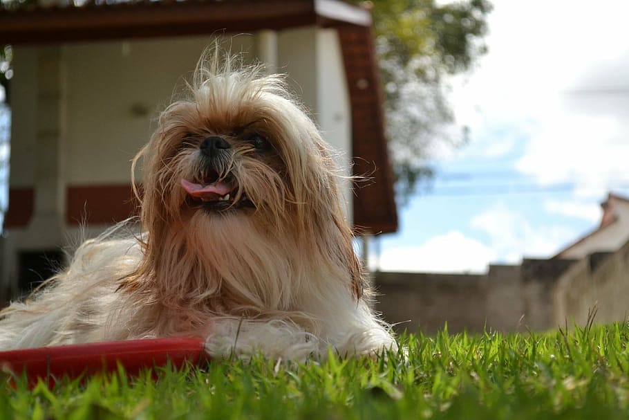 shih tzu, dog, domestic animals, looking, canine, ride, on the grass, pet, one animal, mammal