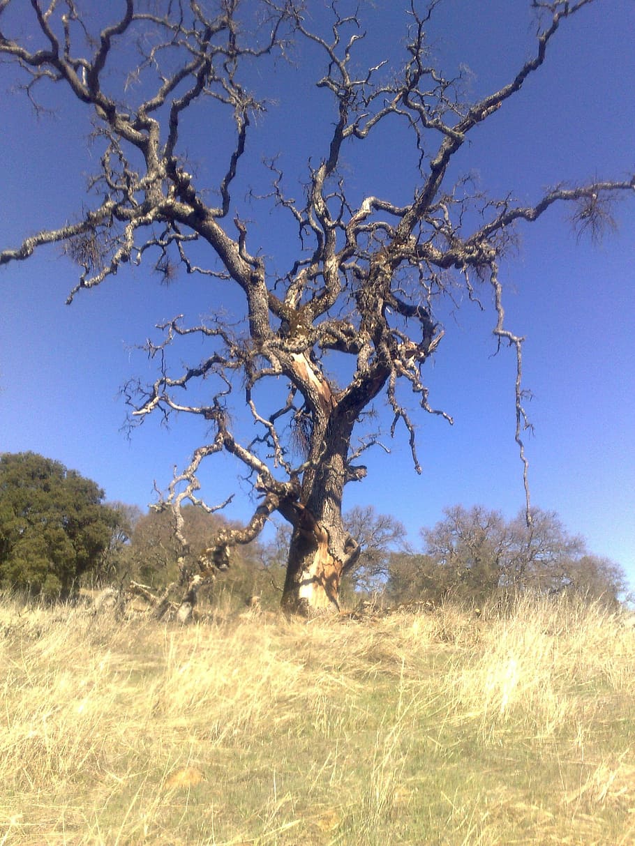 Dead Tree, Desert, Organic, tree, agriculture, outdoors, environment, trunk, branches, nature