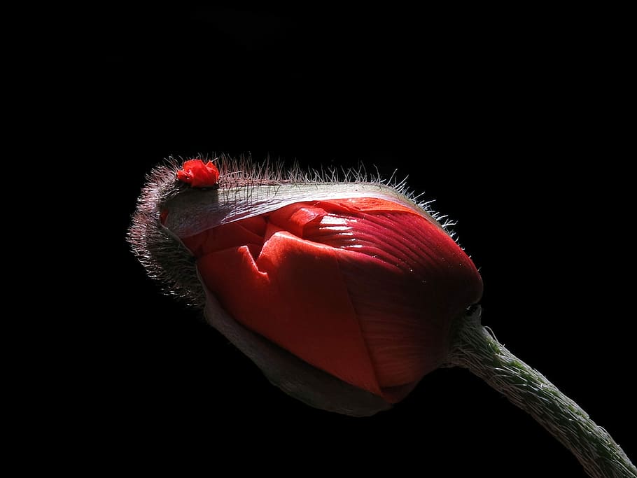 fechar, foto, vermelho, broto de flor de papoula, papoula, flor, flor de papoula, fundo preto, flor fechada, estourando