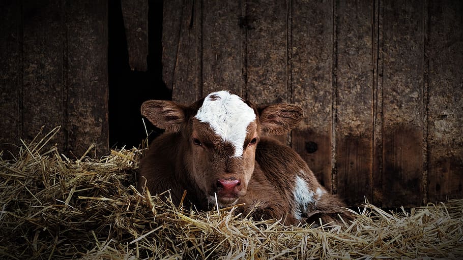 calf, agriculture, stall, straw, birth, cow, farm, cattle, livestock, ruminant