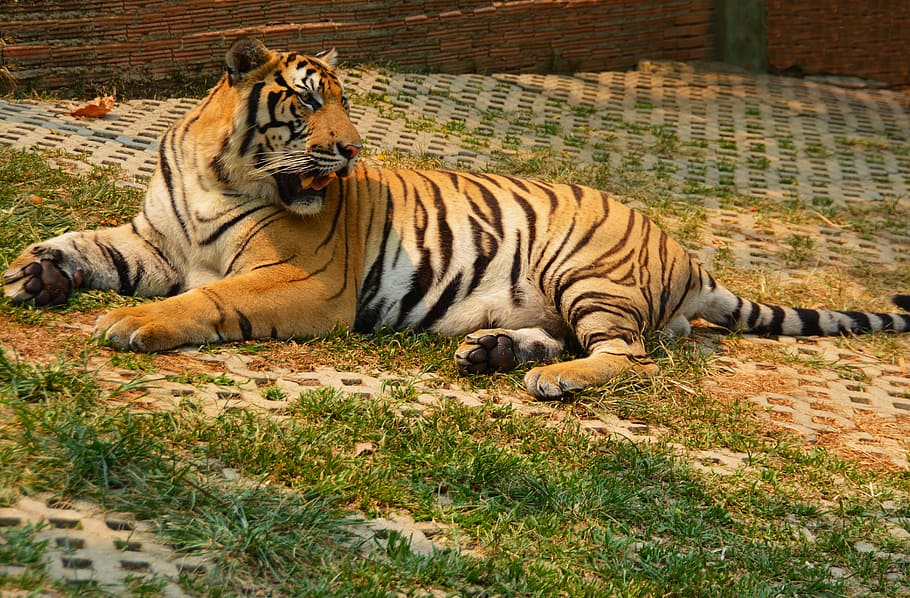 Tigre, gato, animal, grande, naturaleza, vida silvestre, carnívoro, mamífero, felino, piel