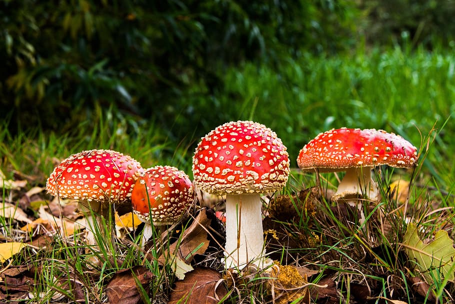 macro shot, red-and-beige mushrooms, matryoshka, red fly agaric mushroom, mushrooms, forest, nature, red, toxic, autumn