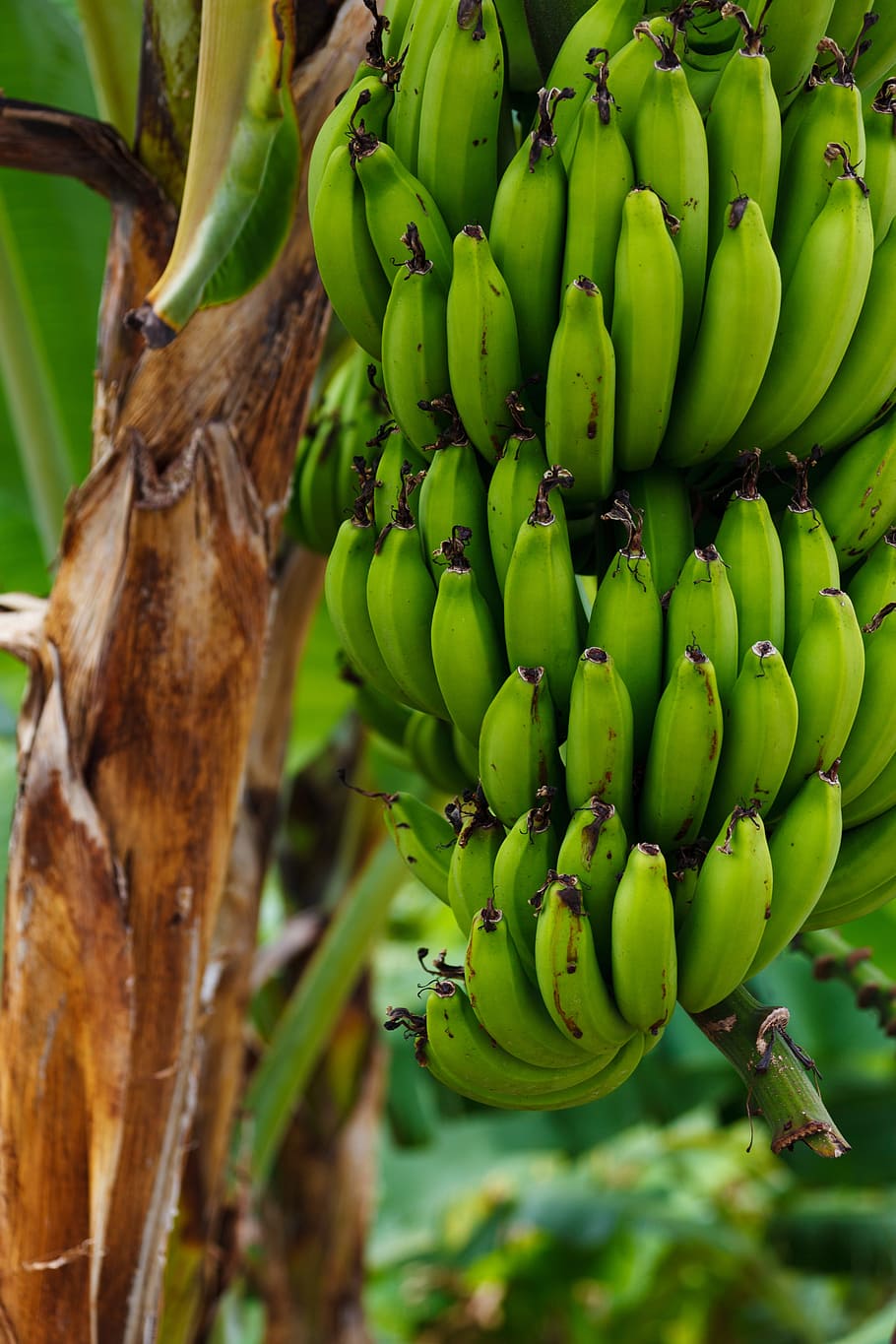 green, bananas, food, fruit, fresh, nature, plantation, tropical, agriculture, banana