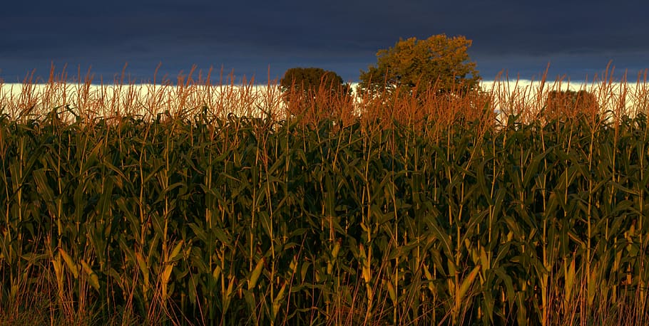 indiana, corn, agriculture, farm, field, rural, sky, crop, midwest, nature