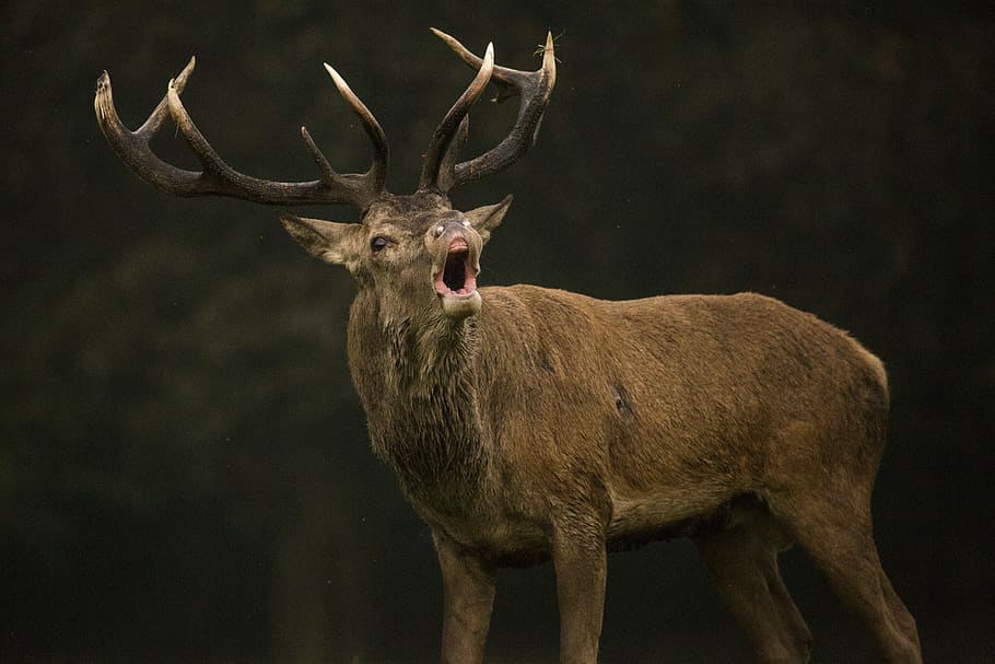 red deer, stag, bellow, brown, hunting, deer, nature, wildlife, wild, antlers