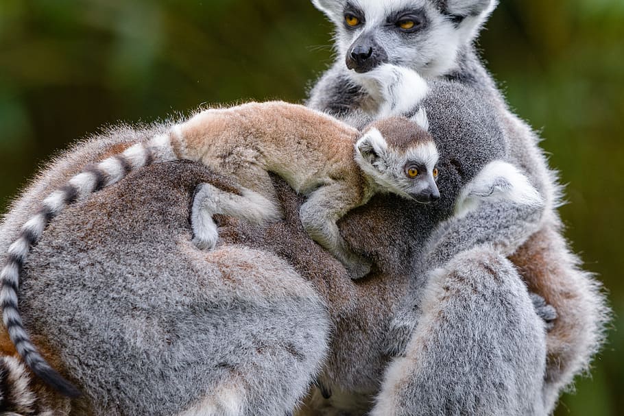 Lemur, gray sugar glider, group of animals, two animals, mammal, animal  wildlife, animals in the wild, young animal, togetherness, animal family |  Pxfuel