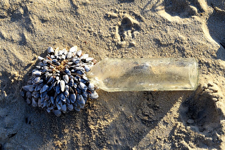 barnacles, remains, sea, beach, seafood, sand, land, nature, sunlight, day