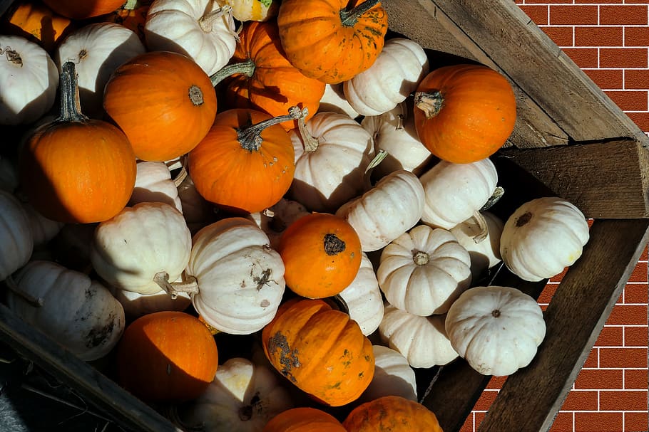 pumpkins, decorative squashes, autumn, kabocha, pumpkin soup, fruit, vitamins, food, fruits, delicious