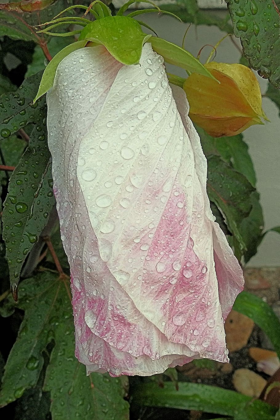 Gigante, Hibiscus, Pingo de chuva, hibisco gigante, chuva, flor, flor de hibisco, branco, gota, folha