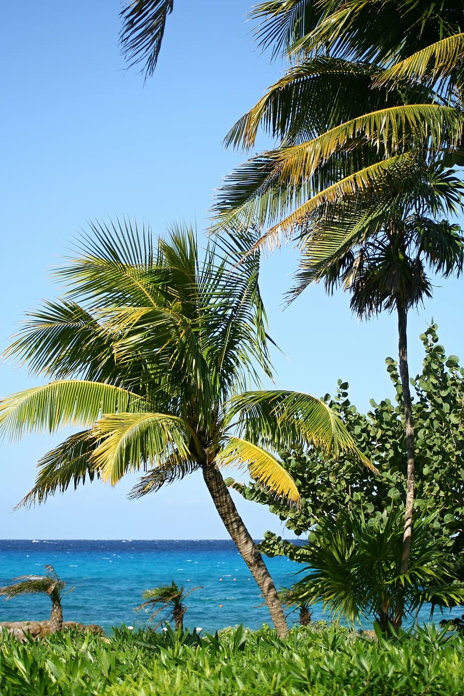 foto, palmeiras, mar, praia, bela praia, praia de areia, exótico, ilha, oceano, verão