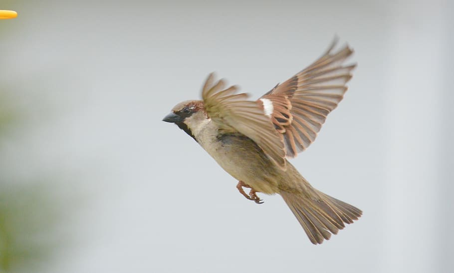 sparrow, bird, outdoor, flying, wings, animal, animal wildlife, animal themes, animals in the wild, vertebrate