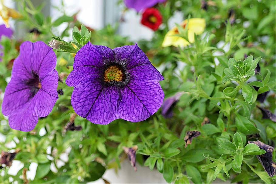 zauberglockchen, blossom, bloom, calibrachoa, balcony plant, violet, close, flower, flowering plant, plant