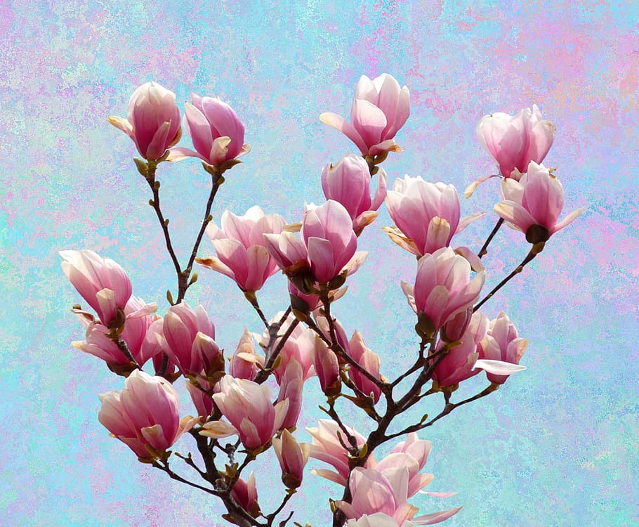 pink flowers, magnolia, spring, nature, blossom, bloom, pink, bush, branch, magnolia blossom