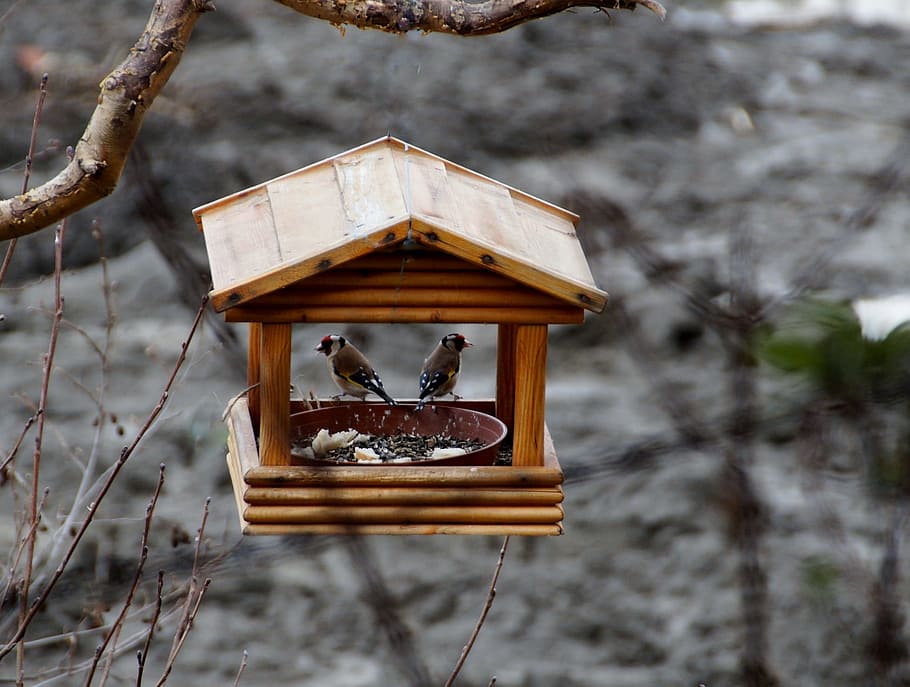 Bird Feeder, Goldfinch, birds, wood - material, day, animal wildlife, close-up, animal themes, tree, focus on foreground