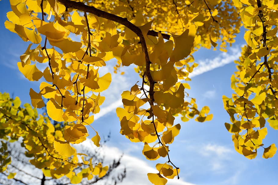 former master of the road, ginkgo biloba, contrail, autumn, autumnal leaves, mt, yellow, plant, tree, low angle view