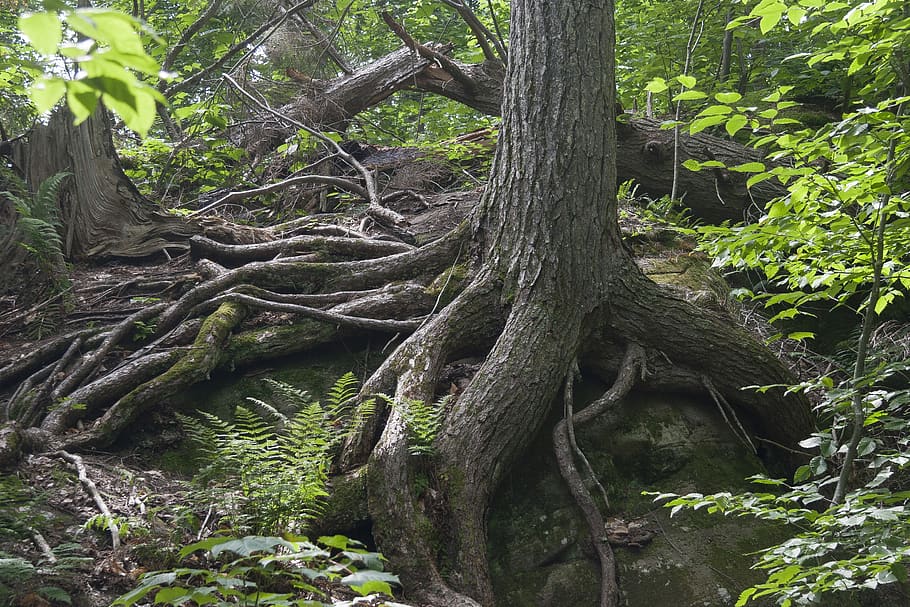forest, tree roots, resilience, tree, plant, growth, tree trunk, trunk, land, tranquility