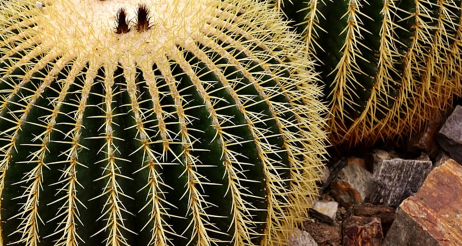 echinocactus, mexico, rip, cactus, golden ball cactus, green, plant, echinocactus grusonii, spur, cactus greenhouse