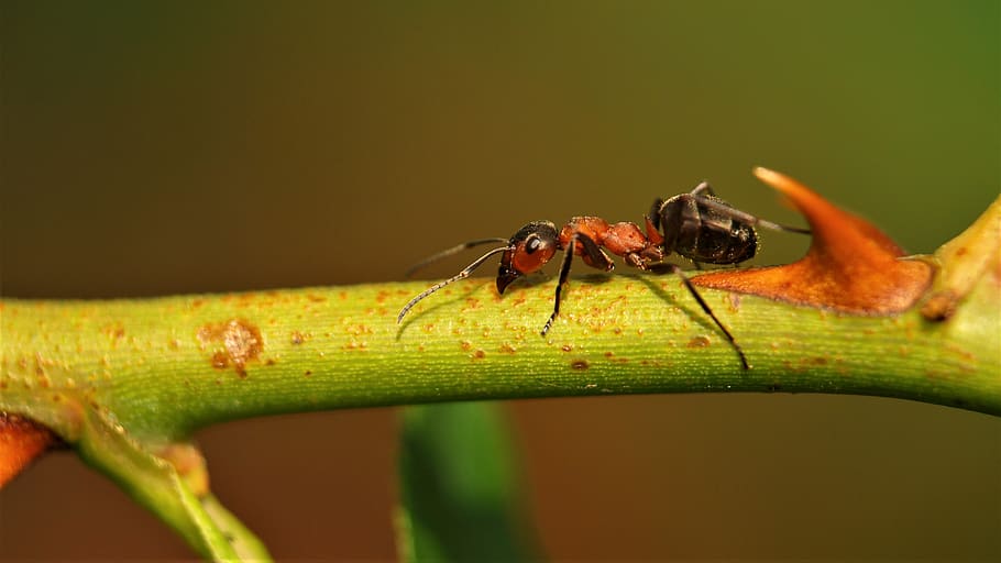 hormiga, hormiga de madera, animal, naturaleza, insecto, macro, cerrar, formica, formicidae, mora