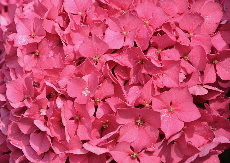 carpet of petals pink, hydrangea, pink, nature, plant, flower, pink hydrangea, botany, pink color, flowering plant