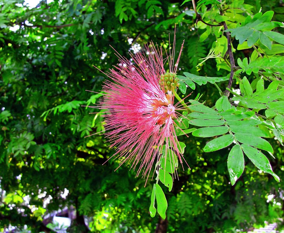 pink flower bush, mimosa, flower, albizia julibrissin, persian silk tree, pink silk tree, plant, growth, freshness, flowering plant