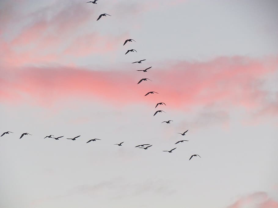migration, bird, clouds, group of birds, air, fly, migratory birds, evening red, nature, animals