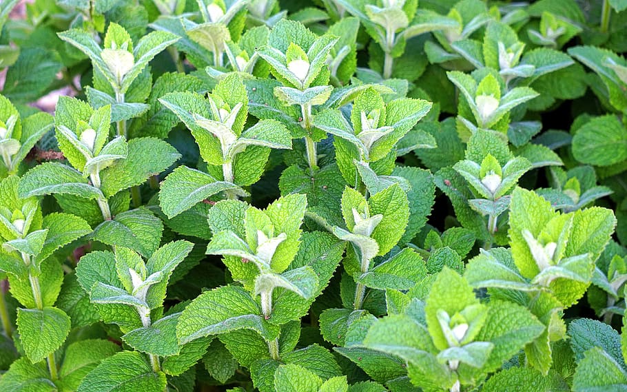 peppermint, herbs, mint, tee, healthy, medicinal herbs, herbal plant, tea herbs, plant, leaves