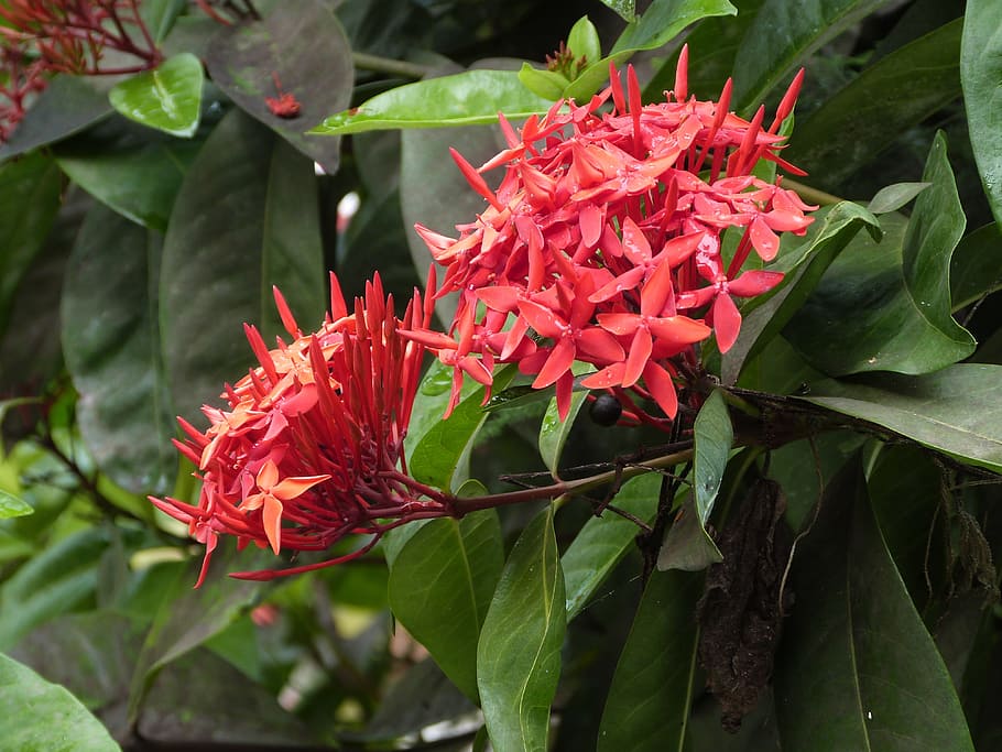ixora, red flower, flower, red, martinique, exotic, island, tropical flower, plant, nature