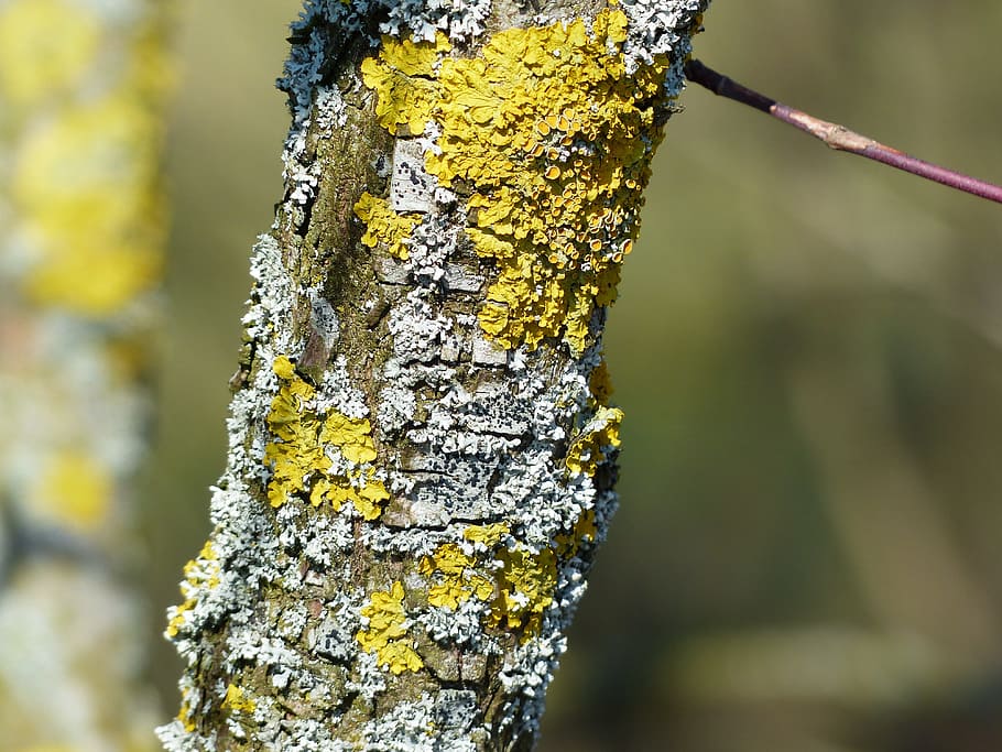 Lichen, Leaf, Braid, schuesselflechte, leaf braid, blue grey, parmelia sulcata, ordinary gelbflechte, branch, xanthoria parietina