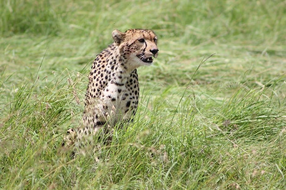 guepardo, safari, vida salvaje, masai mara, fauna animal, temas de animales, animales en estado salvaje, animal, mamífero, un animal