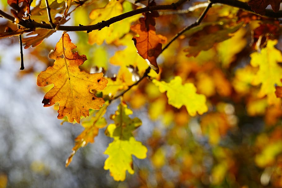 folhas de carvalho, carvalho, árvore, outono, folhas, emergir, clima de outono, marrom, amarelado, coloração