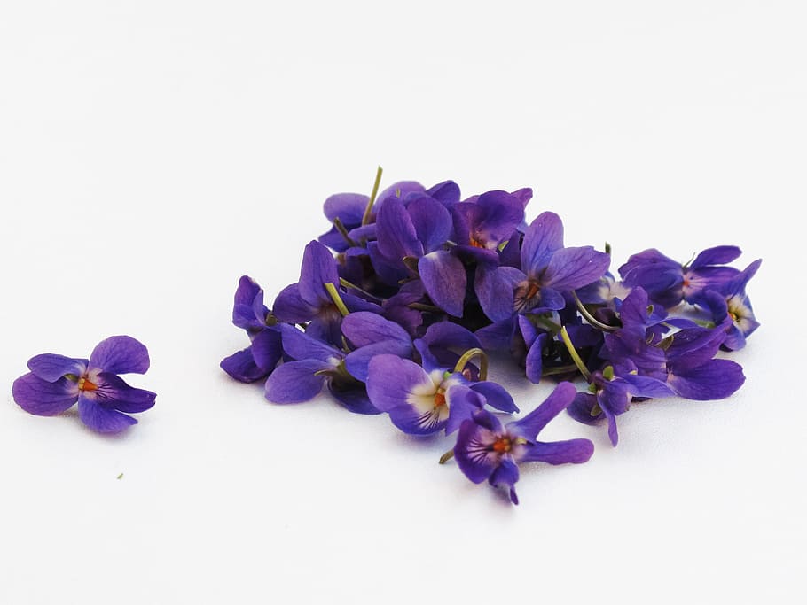 purple, petaled flowers, white, surface, violets, flowers, violet, background, isolated form, flowering plant