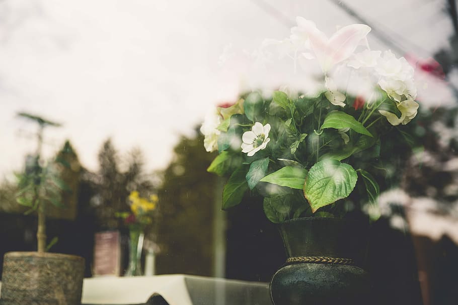 white, petaled flowers, black, vase, flowers, objects, urban, lazy, window, reflection