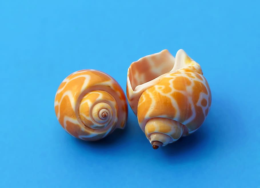 two brown-and-white shells, Snail, Marine, Sea Shells, molluscum, sea snail, marine animal, nature, sea, animal Shell