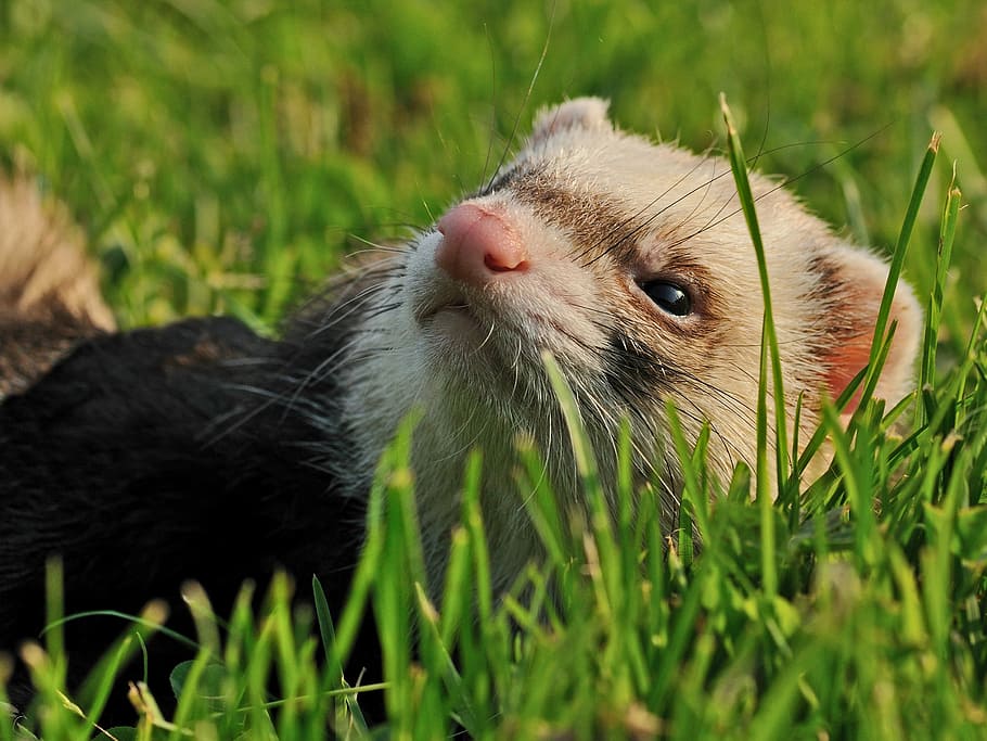 ferret, animal, grass, close up, one animal, animal themes, green color, mammal, selective focus, domestic animals
