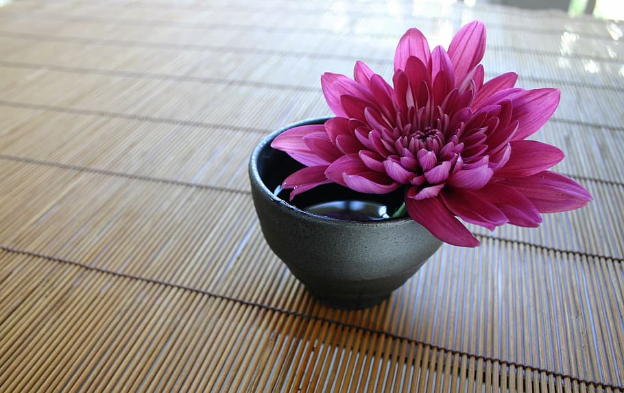 rosa, flor de pétalos, flor, crisantemo, la cortina de bambú, japonés, zen, planta floreciente, planta, frescura