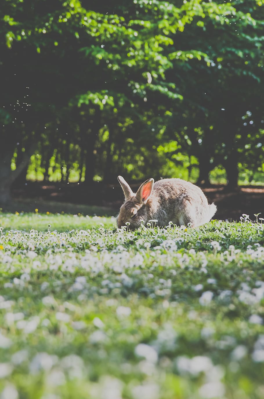 rabbit, pet, animal, green, grass, flowers, blur, bokeh, outside, trees
