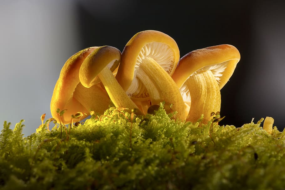 kuning, jamur, closeup, fotografi, grup jamur, alam, hutan, lumut, dekat, tumpukan fokus