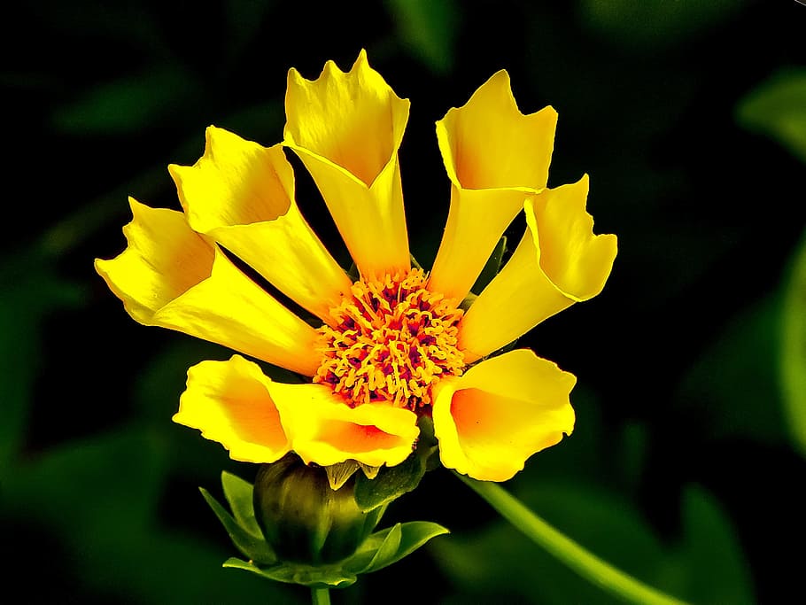 fotografía, superficial, foco, amarillo, flor, flor amarilla, flor de cono, sol, radiación, rayo de sol