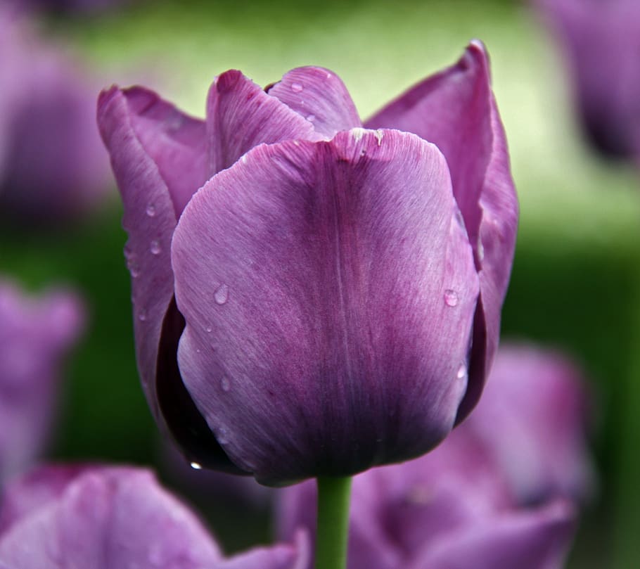 tulipán, flor, flores, primavera, púrpura, surgido, planta floreciendo, frescura, vulnerabilidad, belleza en la naturaleza