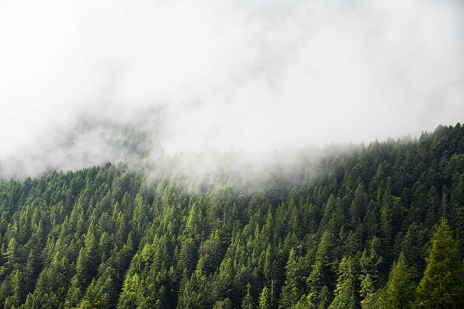 trees, covered, fog, green, plant, nature, forest, cold, weather, mountain