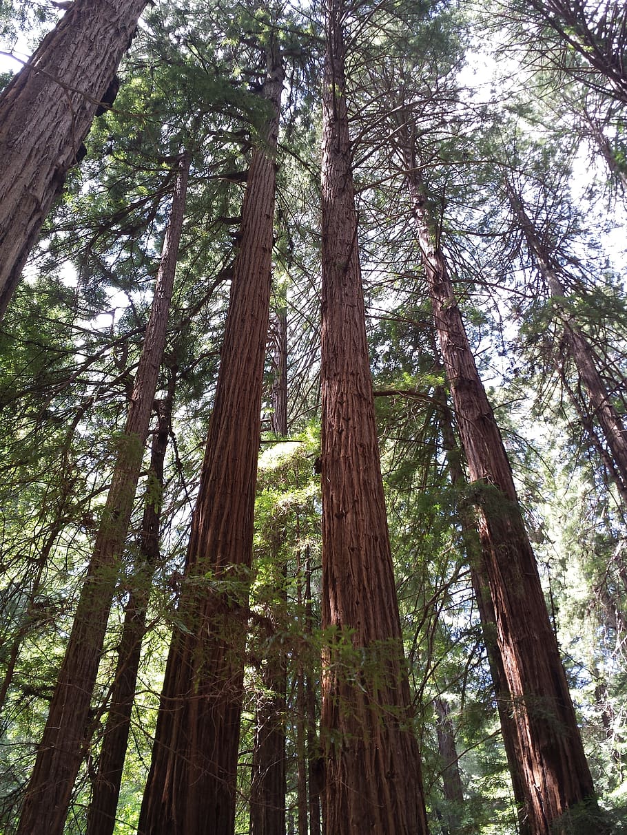 redwoods, muir woods, hutan, alam, california, taman, pohon, sequoia, di luar ruangan, besar