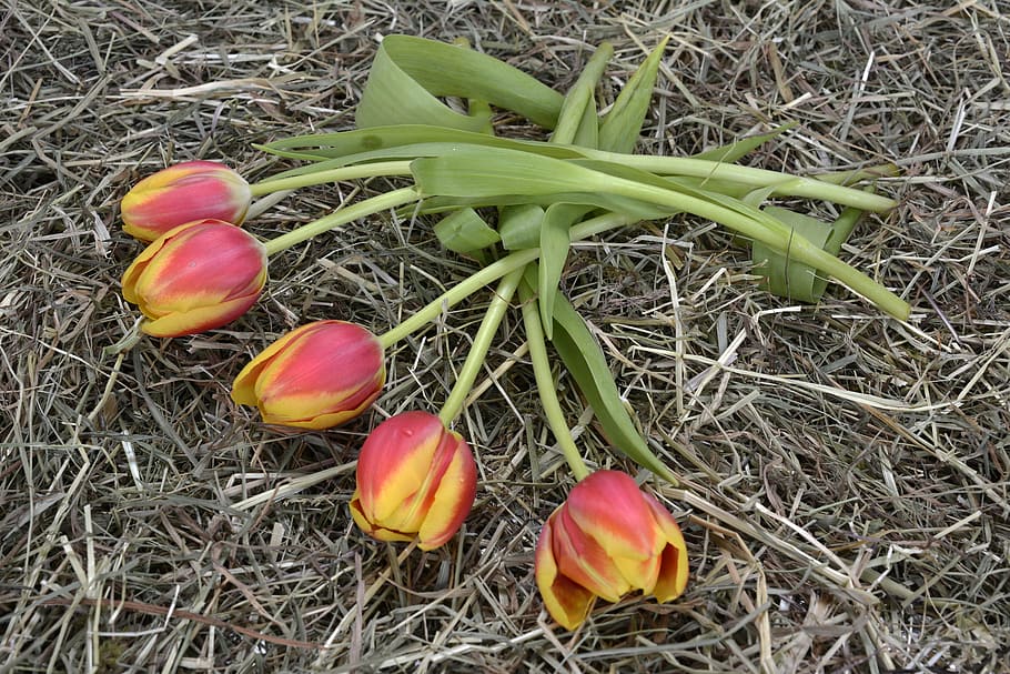pink, yellow, flowers, hay, tulips, orange, nature, spring, spring awakening, frühlingsanfang